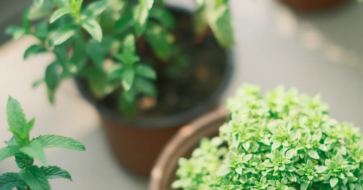 Potted mint and basil herbs in terracotta and dark containers growing in bright sunlight, the kind of easy-care plants suited to a hydroponic balcony garden