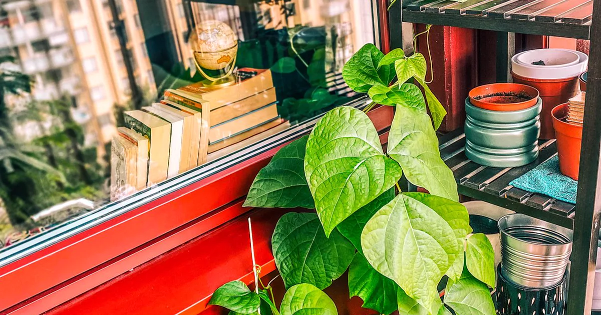 Runner bean vine and potted seedlings growing on an apartment balcony with a red railing, apartment buildings visible through the window behind, small garden shelf holding extra pots
