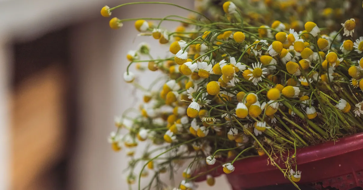 Freshly harvested German chamomile flowers with domed yellow centers and feathery foliage in a red container
