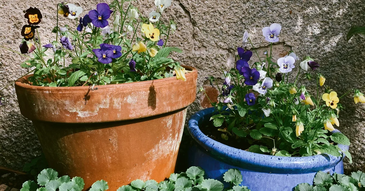 Colorful viola and pansy flowers blooming in terracotta and blue pots against a stone wall