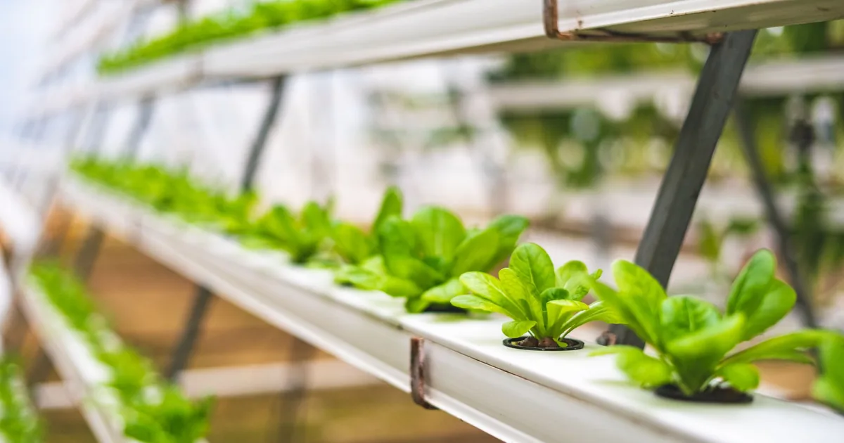 Young lettuce plants growing in white hydroponic NFT channels inside a greenhouse