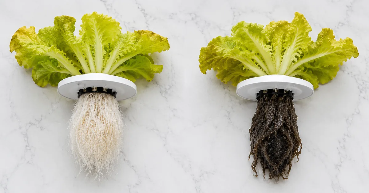Two hydroponic lettuce plants side by side on marble, the left with dense white healthy roots, the right with dark brown matted roots destroyed by root rot