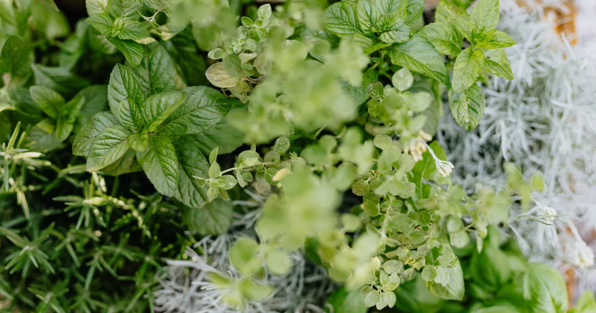 Top view of fresh basil, mint, and rosemary growing together in a lush herb garden