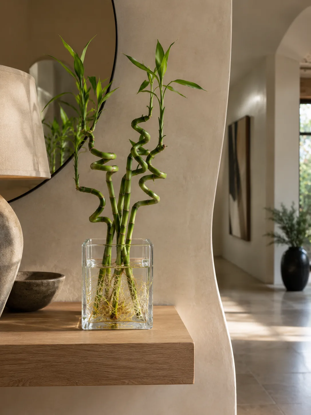 Lucky Bamboo growing hydroponically indoors