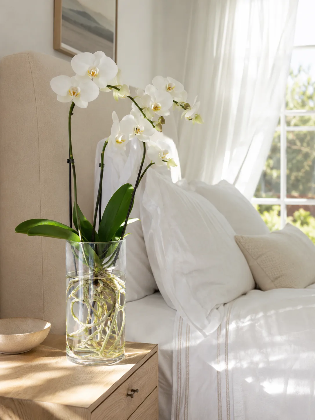 Orchid growing hydroponically indoors