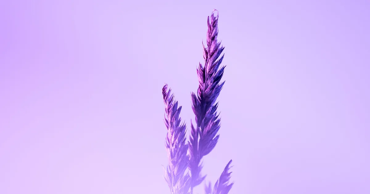 Purple lavender stems growing in a well-drained hydroponic clay pebble setup near a bright window