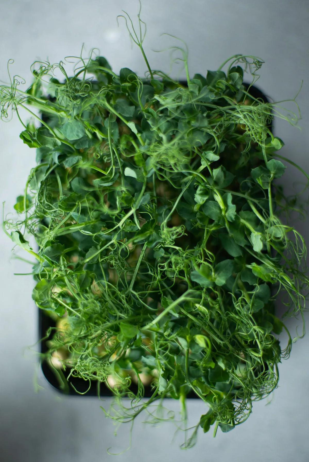 Overhead view of a black tray densely filled with harvest-ready pea shoot microgreens