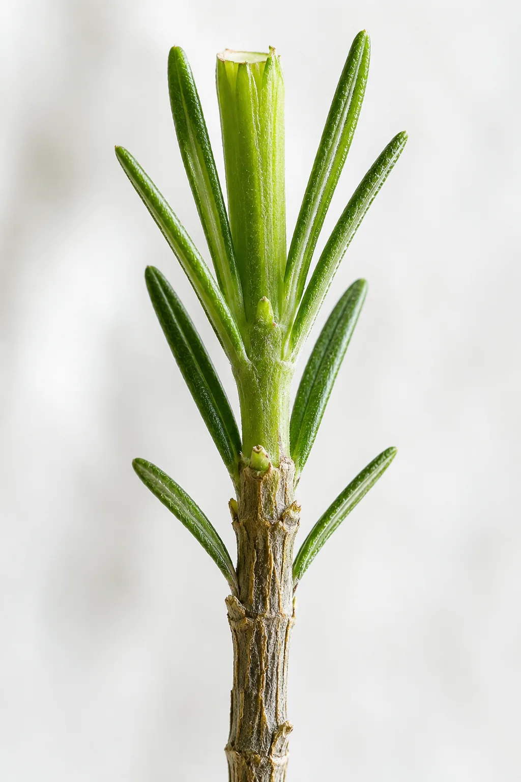 Close-up of a rosemary stem showing the transition from woody brown bark at the base to soft green flexible growth at the top, with a clean cut mark at the tip